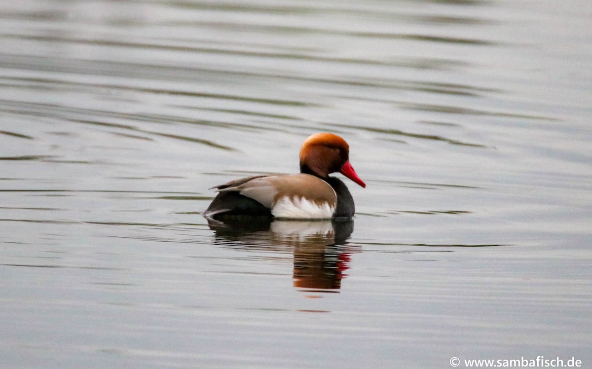 Red-crested Pochard - ML342171371