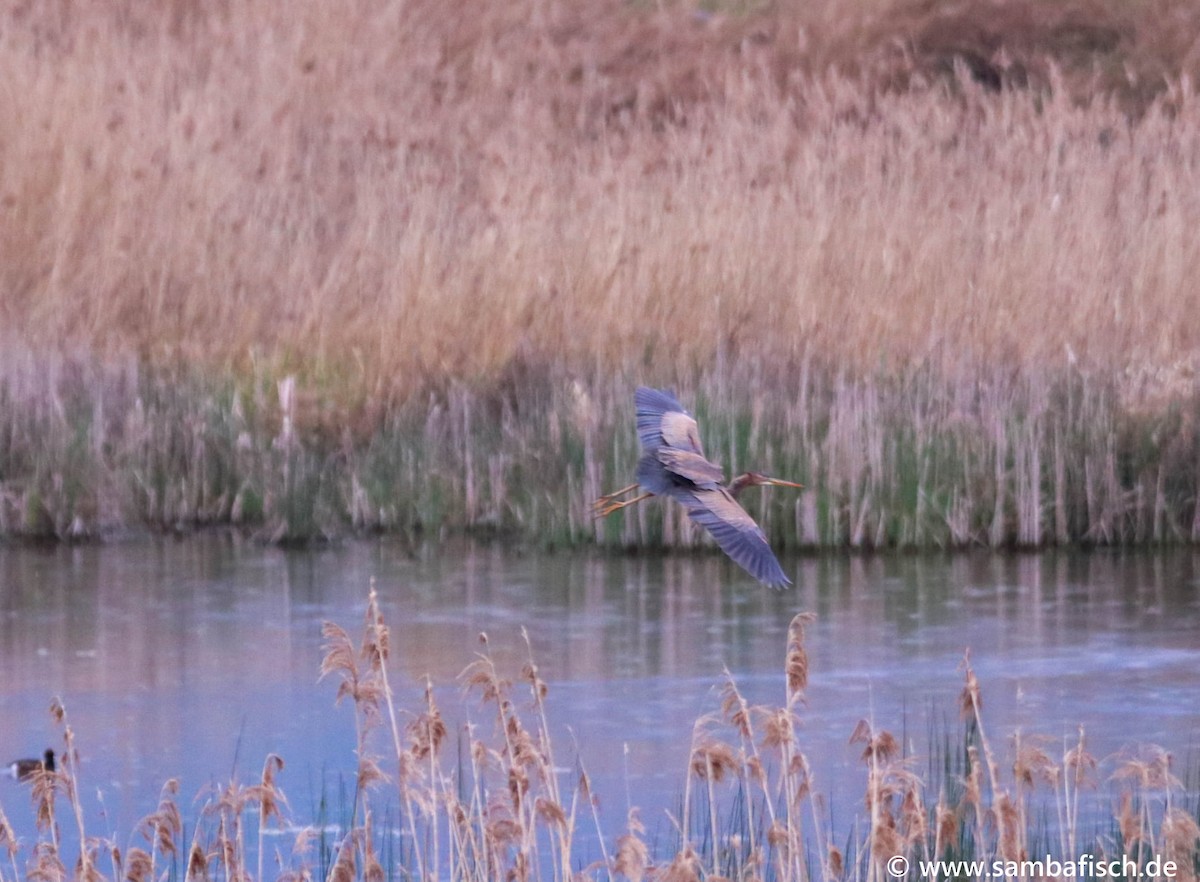Purple Heron - ML342171461