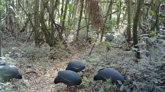 Eastern Crested Guineafowl - ML342171711