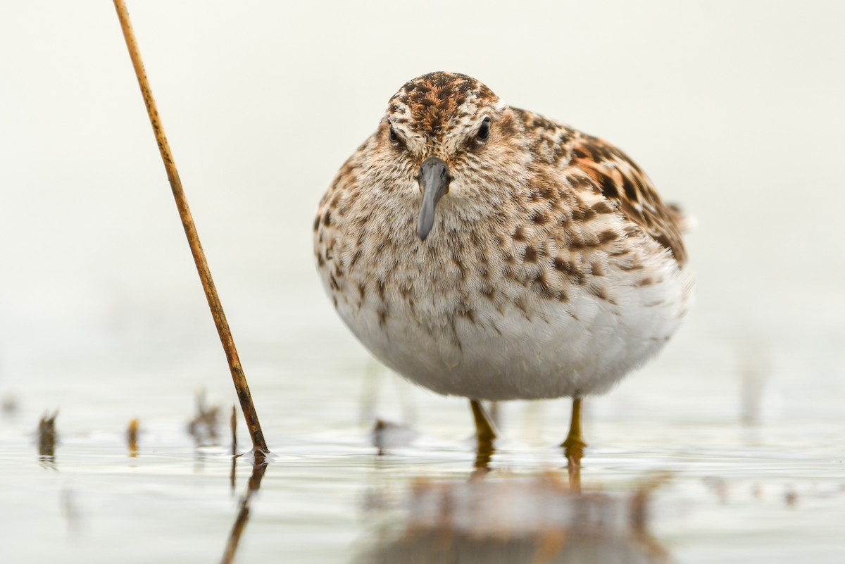 pygmésnipe - ML342171981