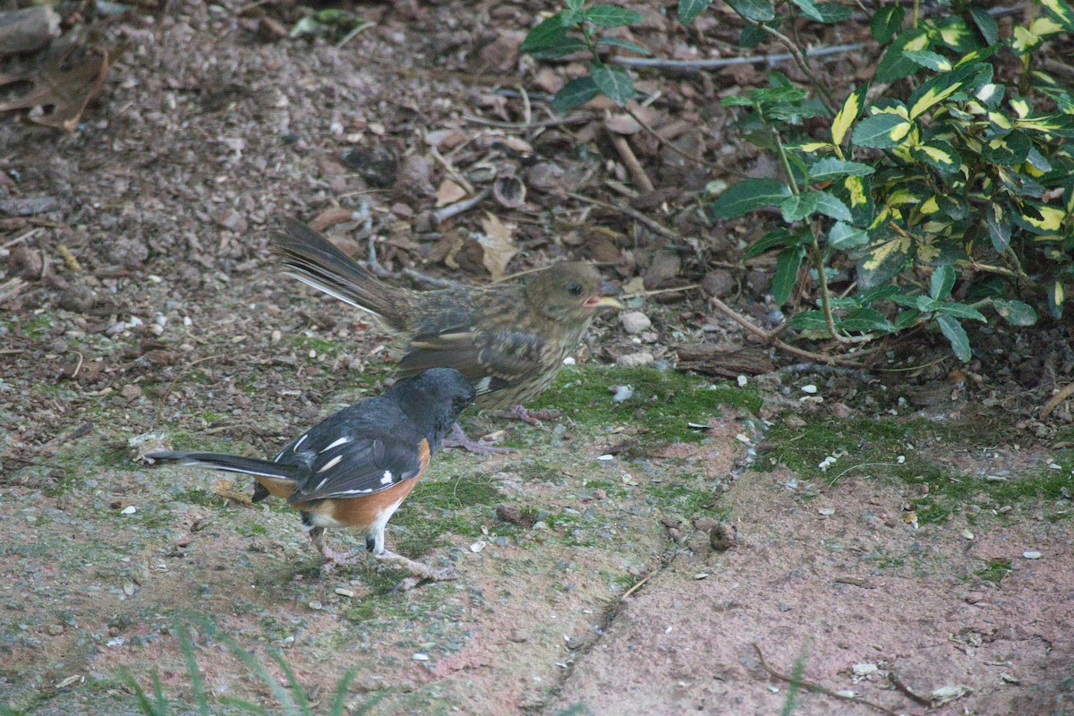 Eastern Towhee - ML342174261