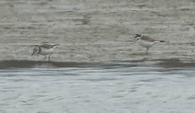 Little Stint - ML342178571