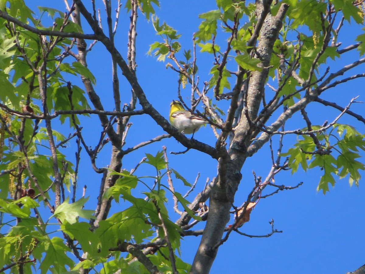 Yellow-throated Vireo - ML342179671