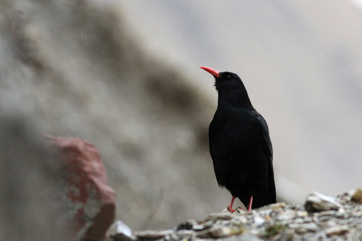 Red-billed Chough - Maciej Kowalski