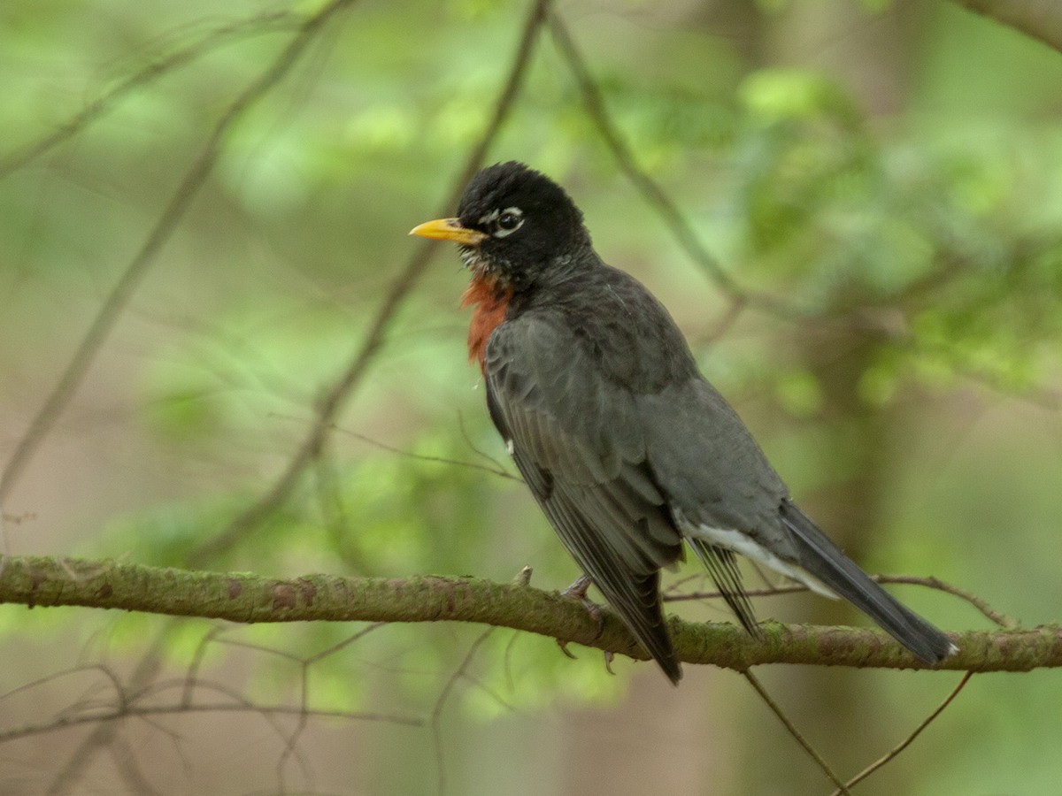 American Robin - ML342182541