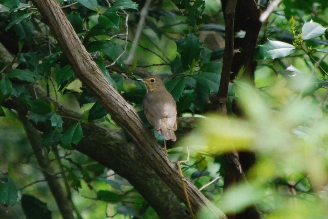 Swainson's Thrush - ML342183311