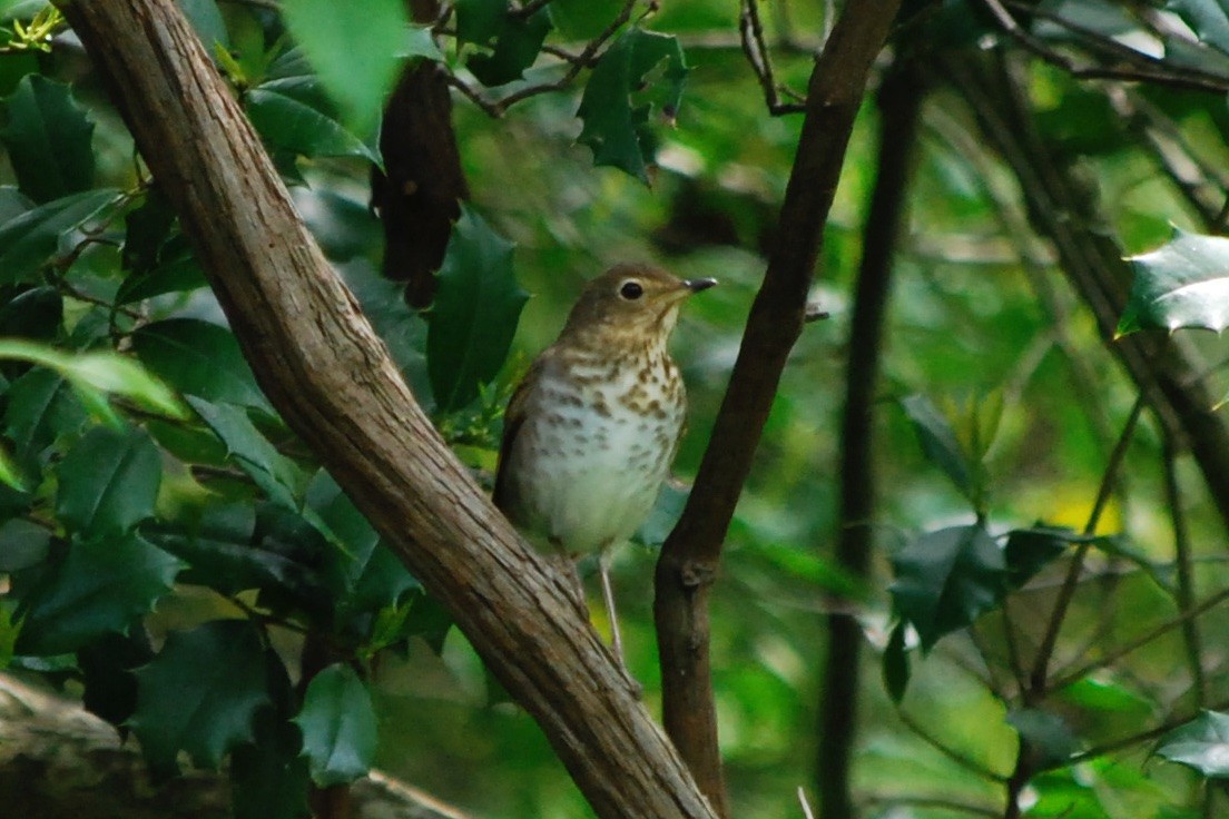 Swainson's Thrush - ML342183331
