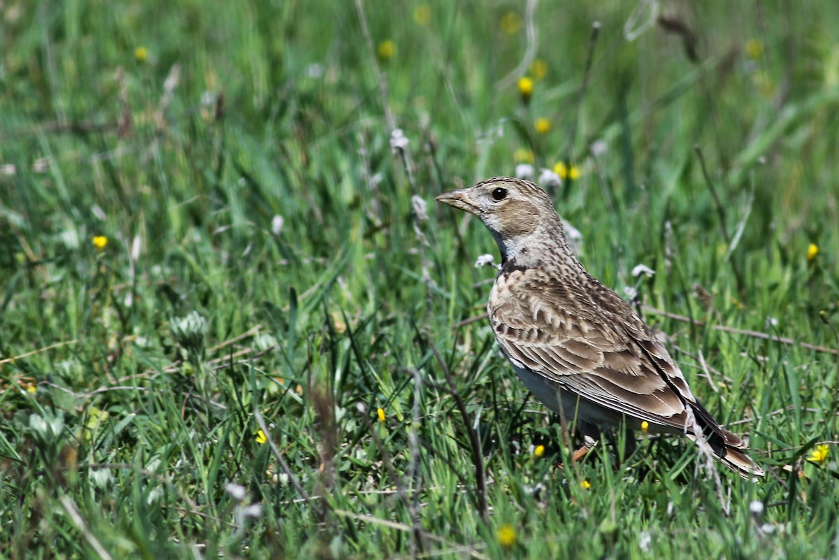 Greater Short-toed Lark - ML342183811