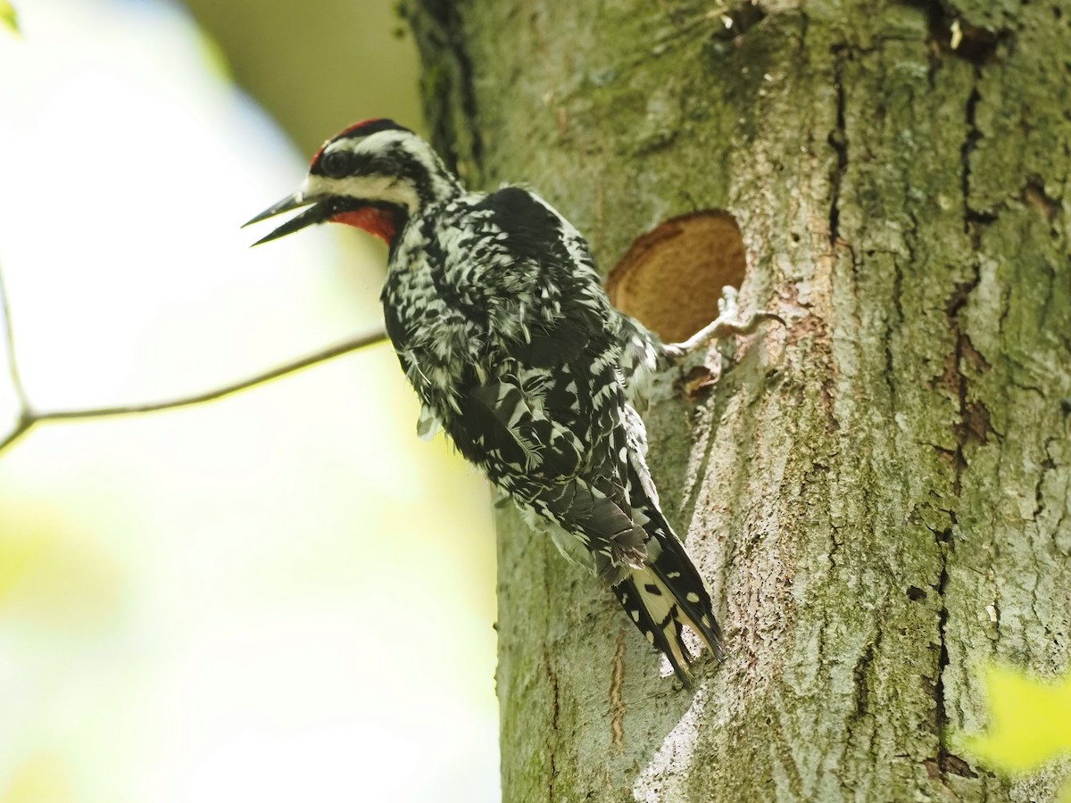 Yellow-bellied Sapsucker - ML342184501