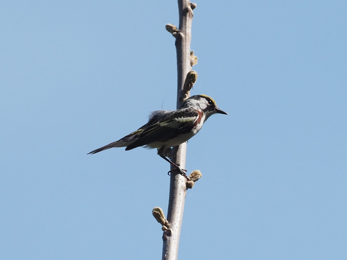 Chestnut-sided Warbler - ML342184551