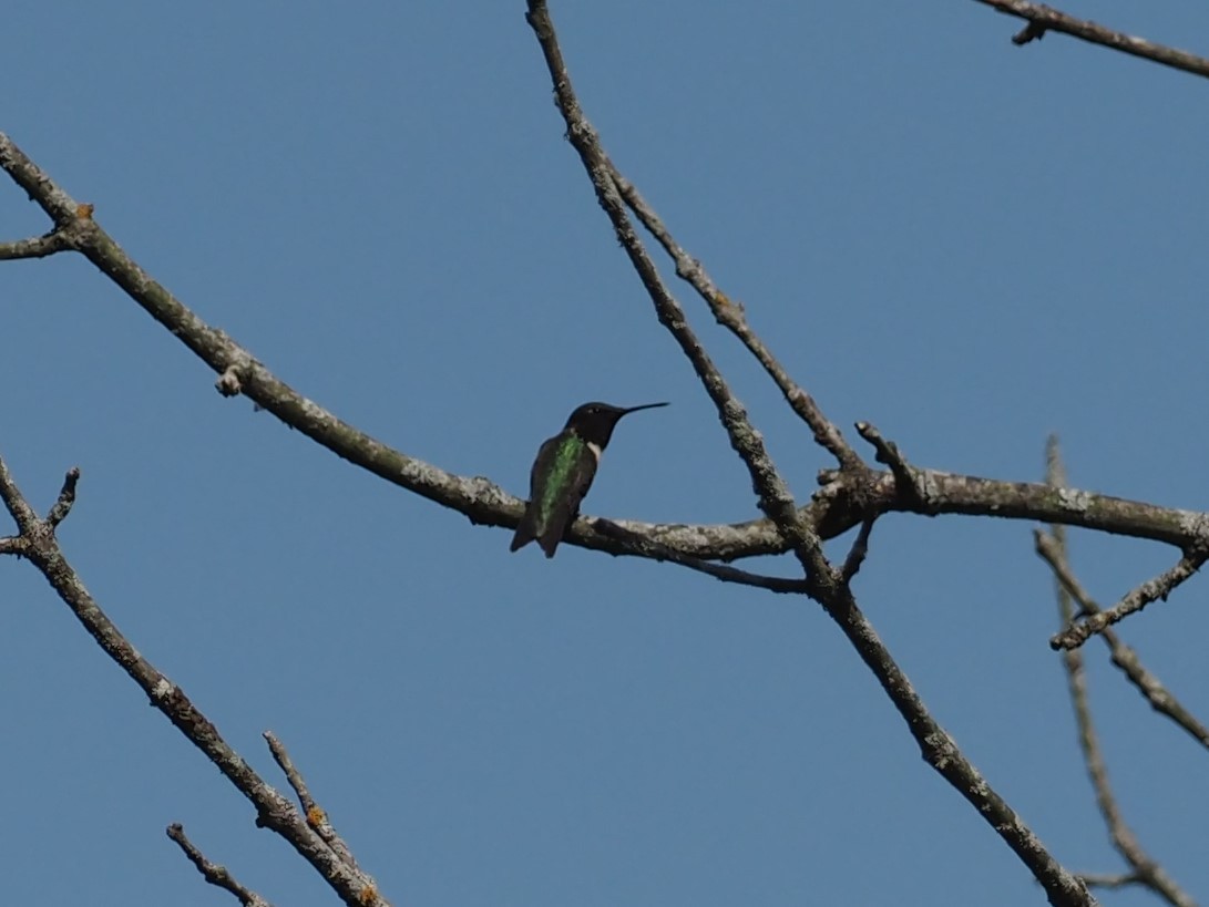 Ruby-throated Hummingbird - ML342184661