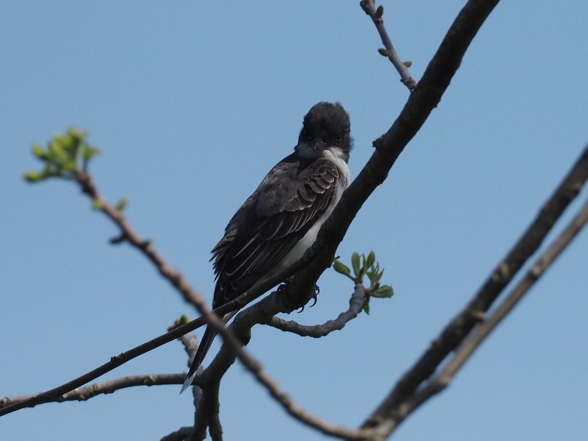 Eastern Kingbird - ML342184701