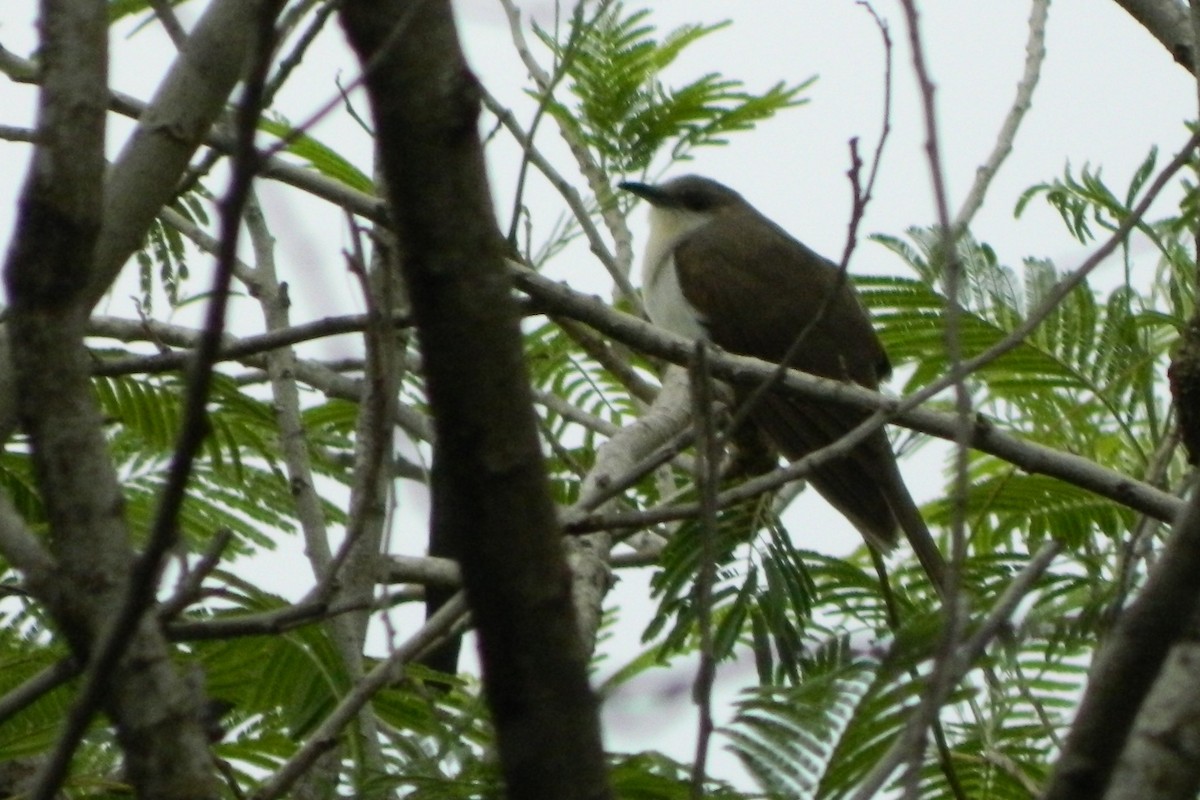 Black-billed Cuckoo - ML34218591