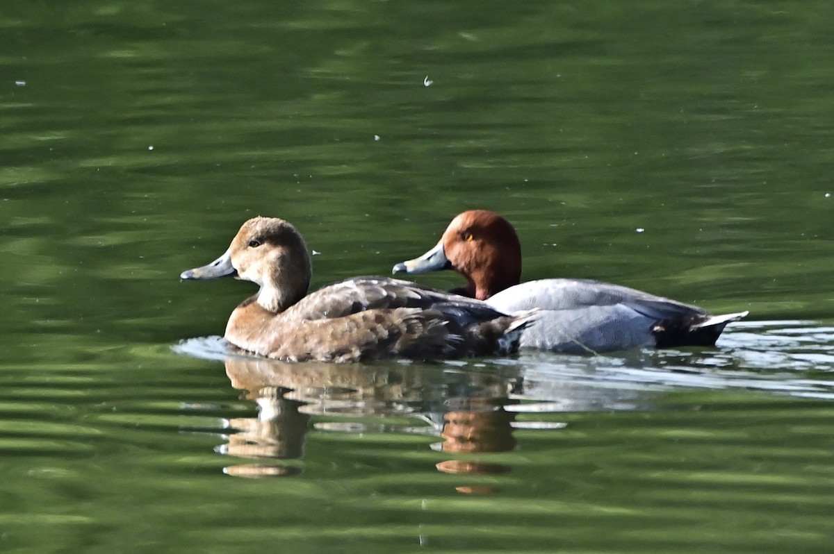 Redhead - ML342185991