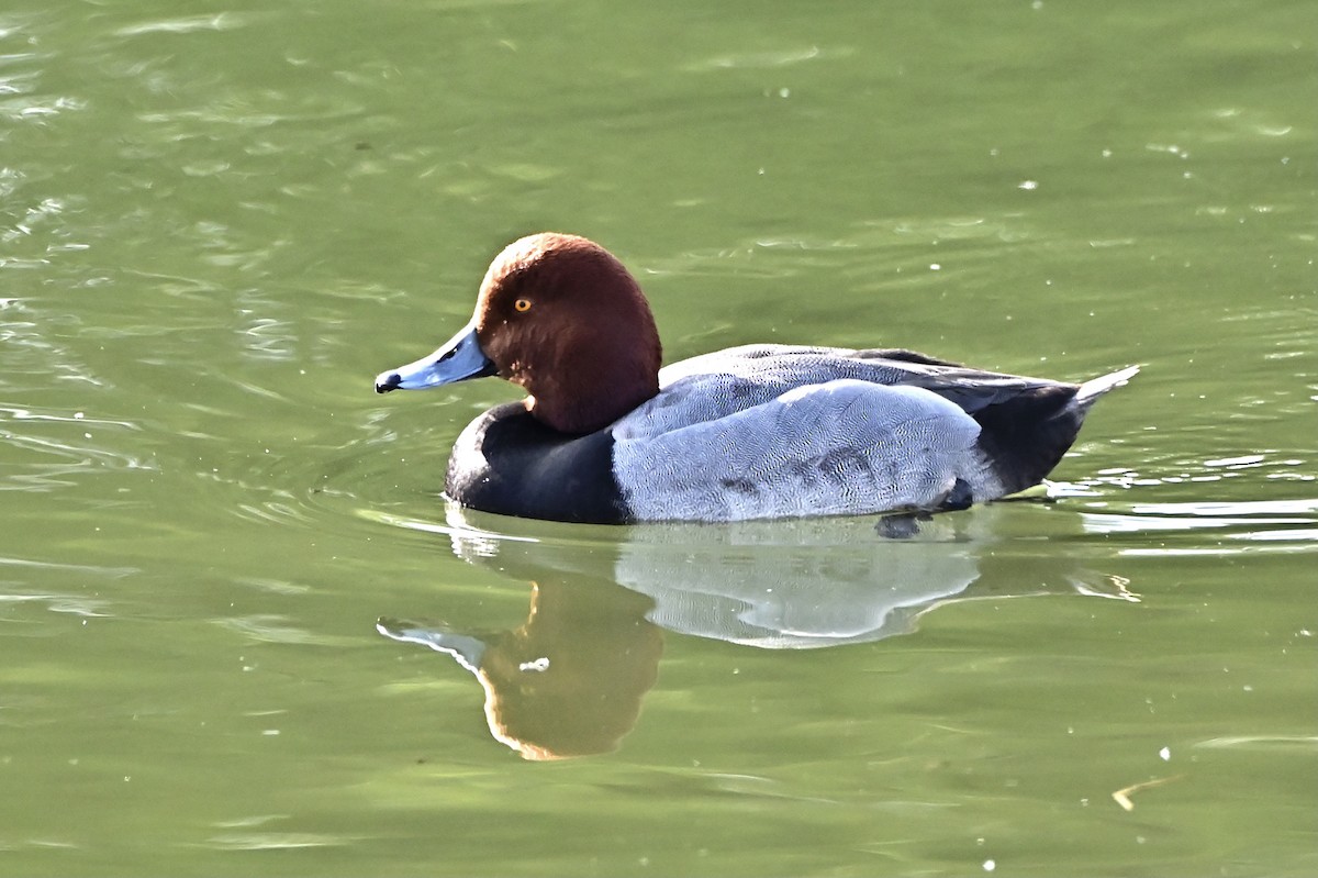 Redhead - ML342186051
