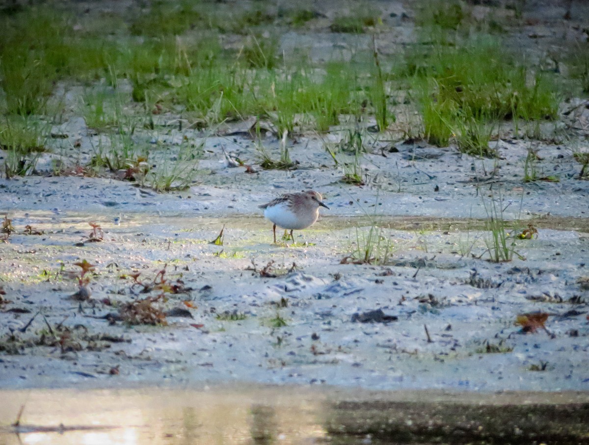 Least Sandpiper - ML342186221