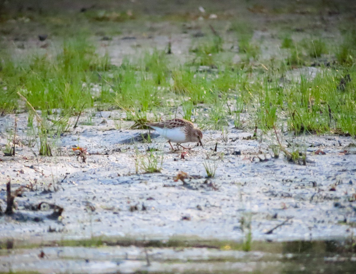 Least Sandpiper - ML342186231