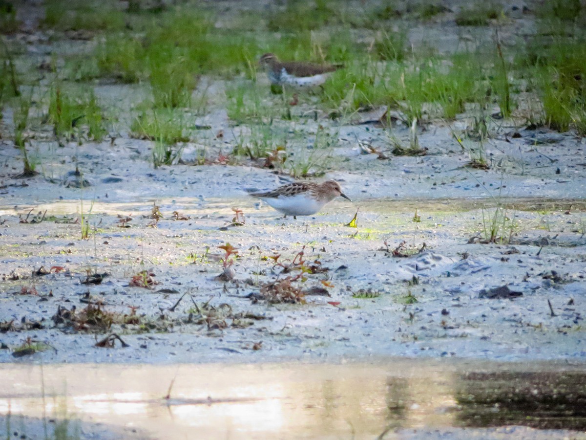 Least Sandpiper - ML342186241