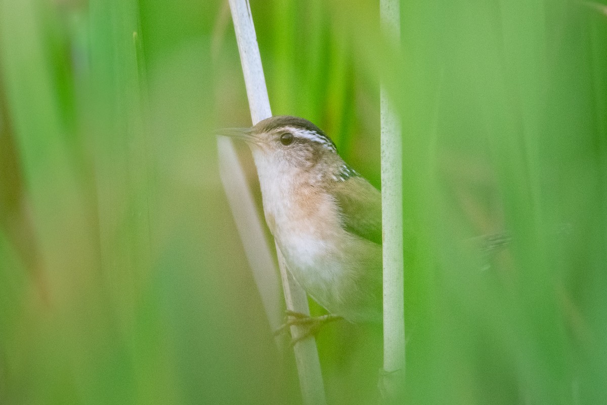 Marsh Wren - ML342186871