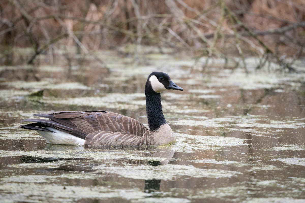 Canada Goose - ML342188491