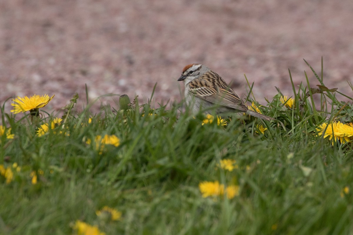 Chipping Sparrow - ML342189061