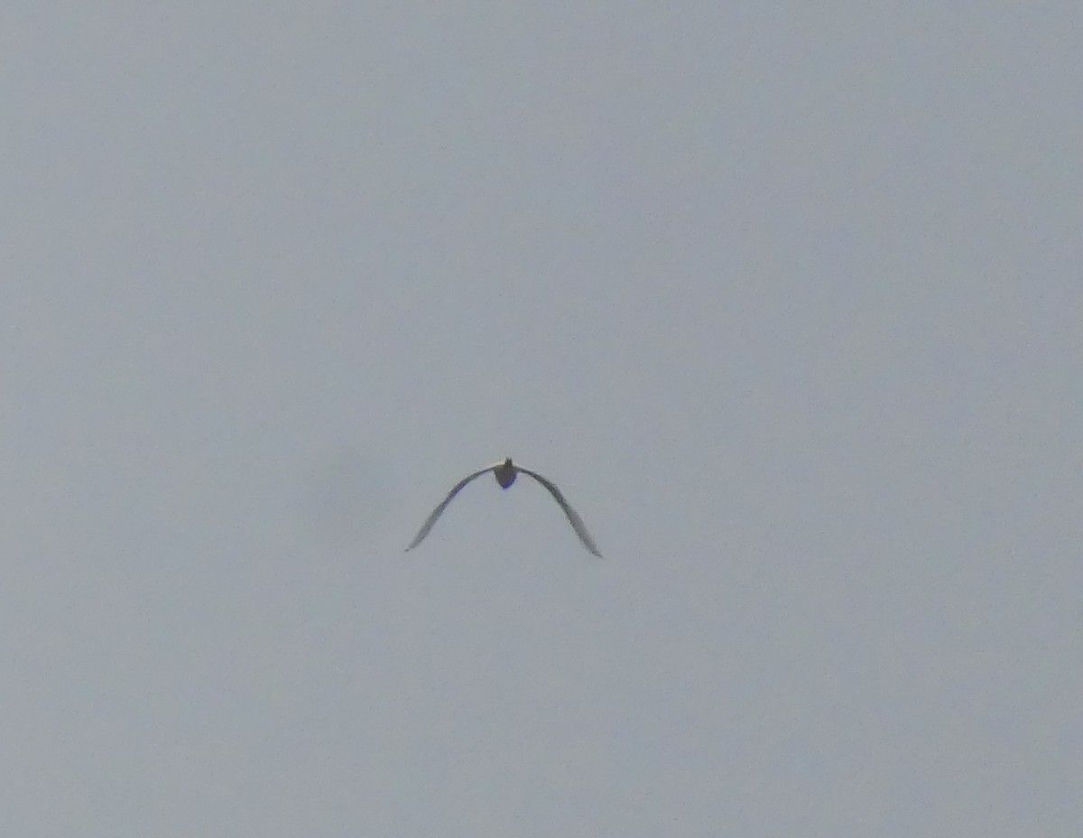 Great Egret - Dave Hart