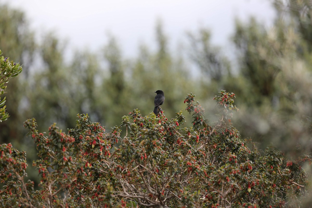 Black Flowerpiercer - ML342190791