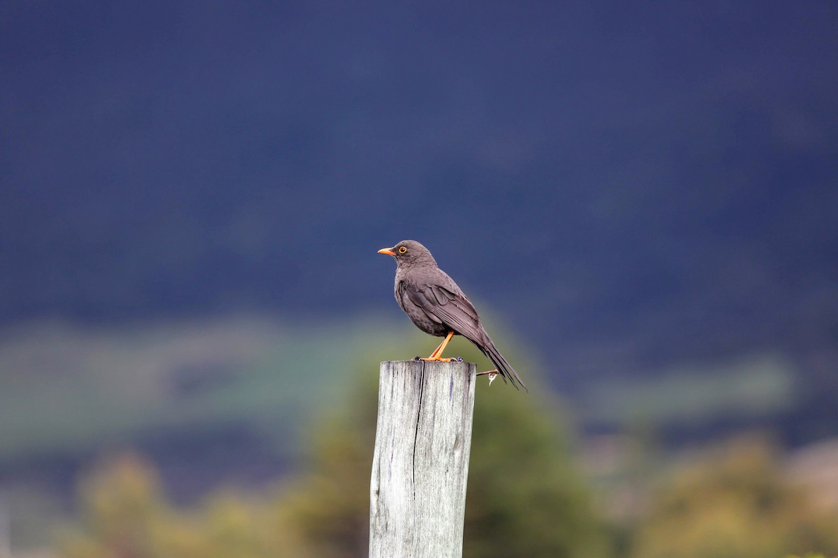 Great Thrush - ML342190841