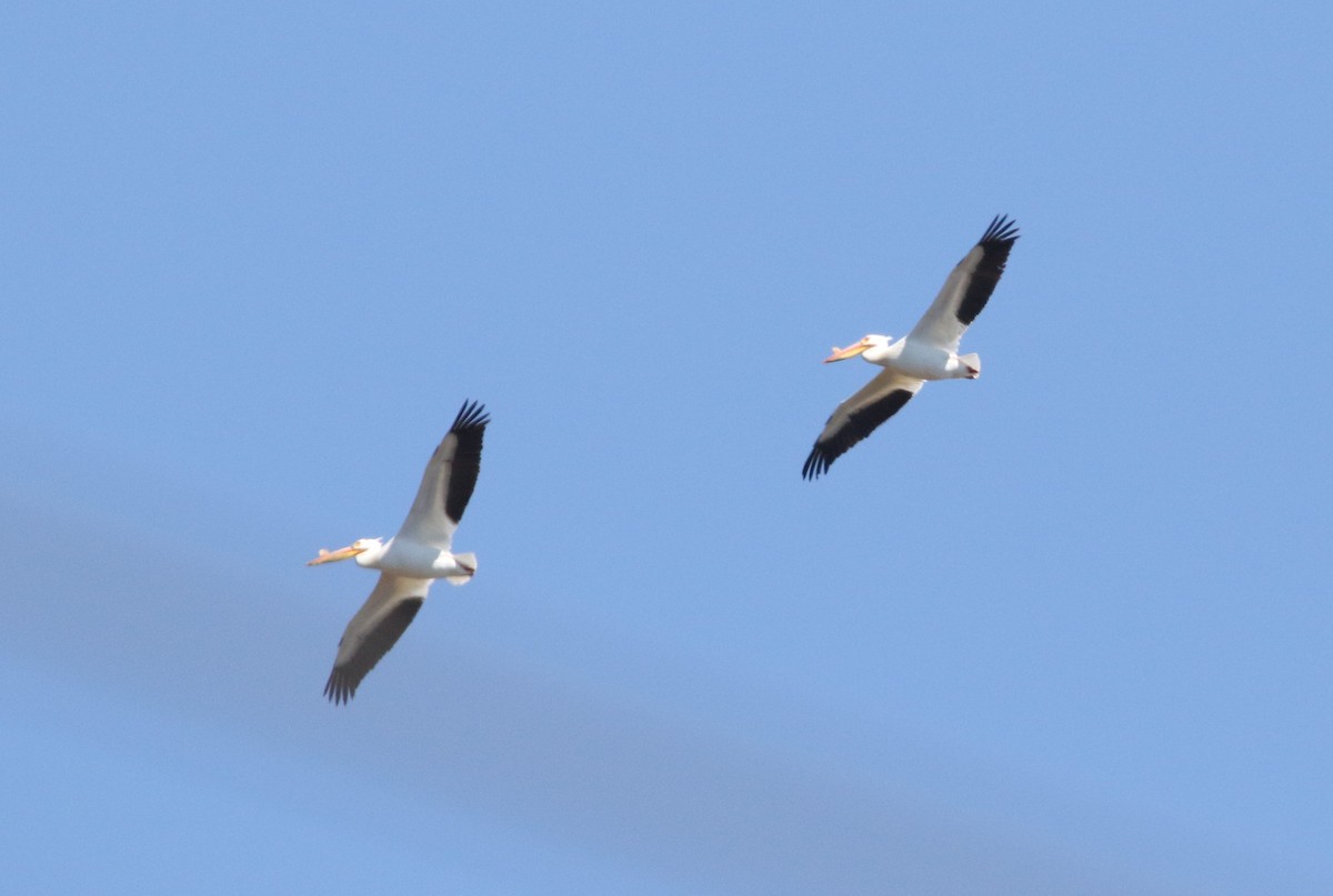 American White Pelican - ML342190891