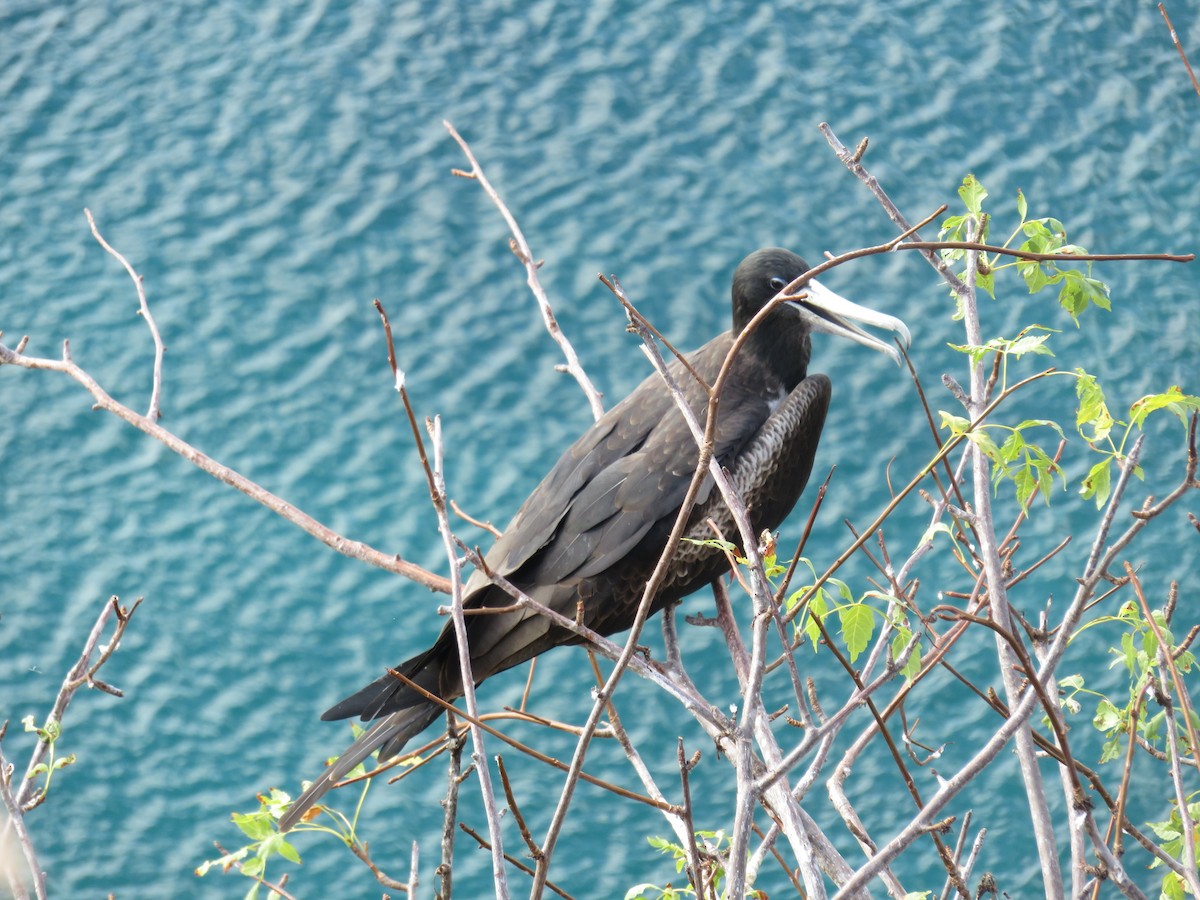 Magnificent Frigatebird - ML34219141