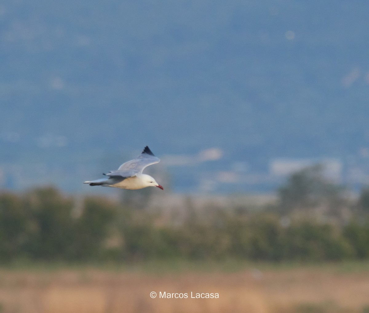 Audouin's Gull - ML342192701