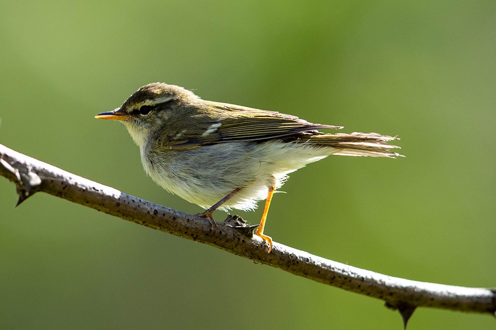 Two-barred Warbler - ML342194231