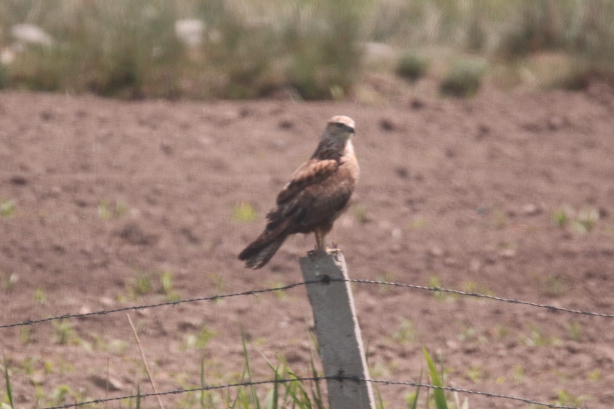 Long-legged Buzzard - Anonymous