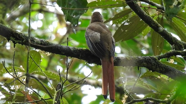 Kuzeyli Kara Gerdanlı Trogon - ML342194761