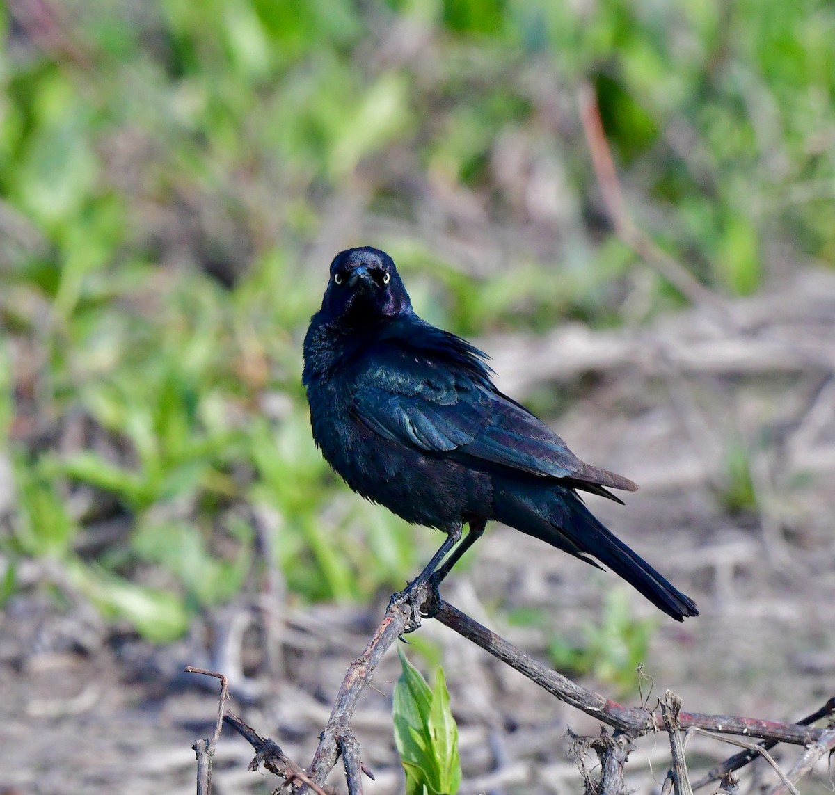 Brewer's Blackbird - ML342195751