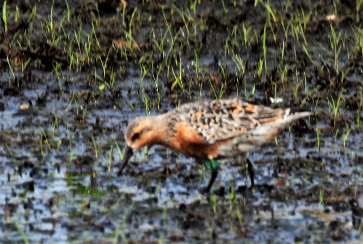 Red Knot - ML342196041