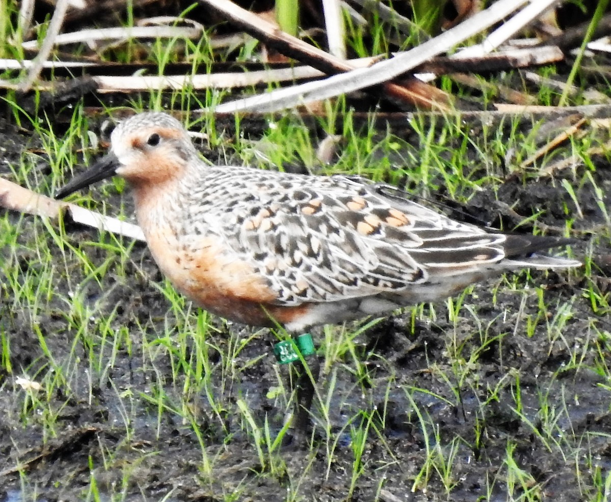 Red Knot - ML342196141