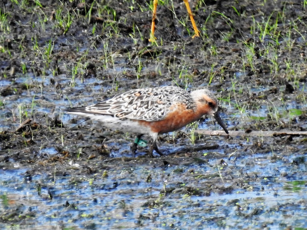 Red Knot - ML342196301