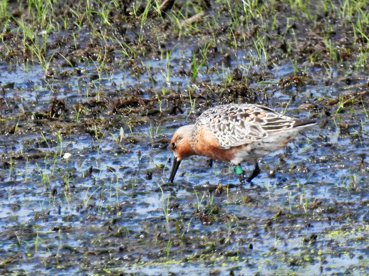 Red Knot - ML342196401