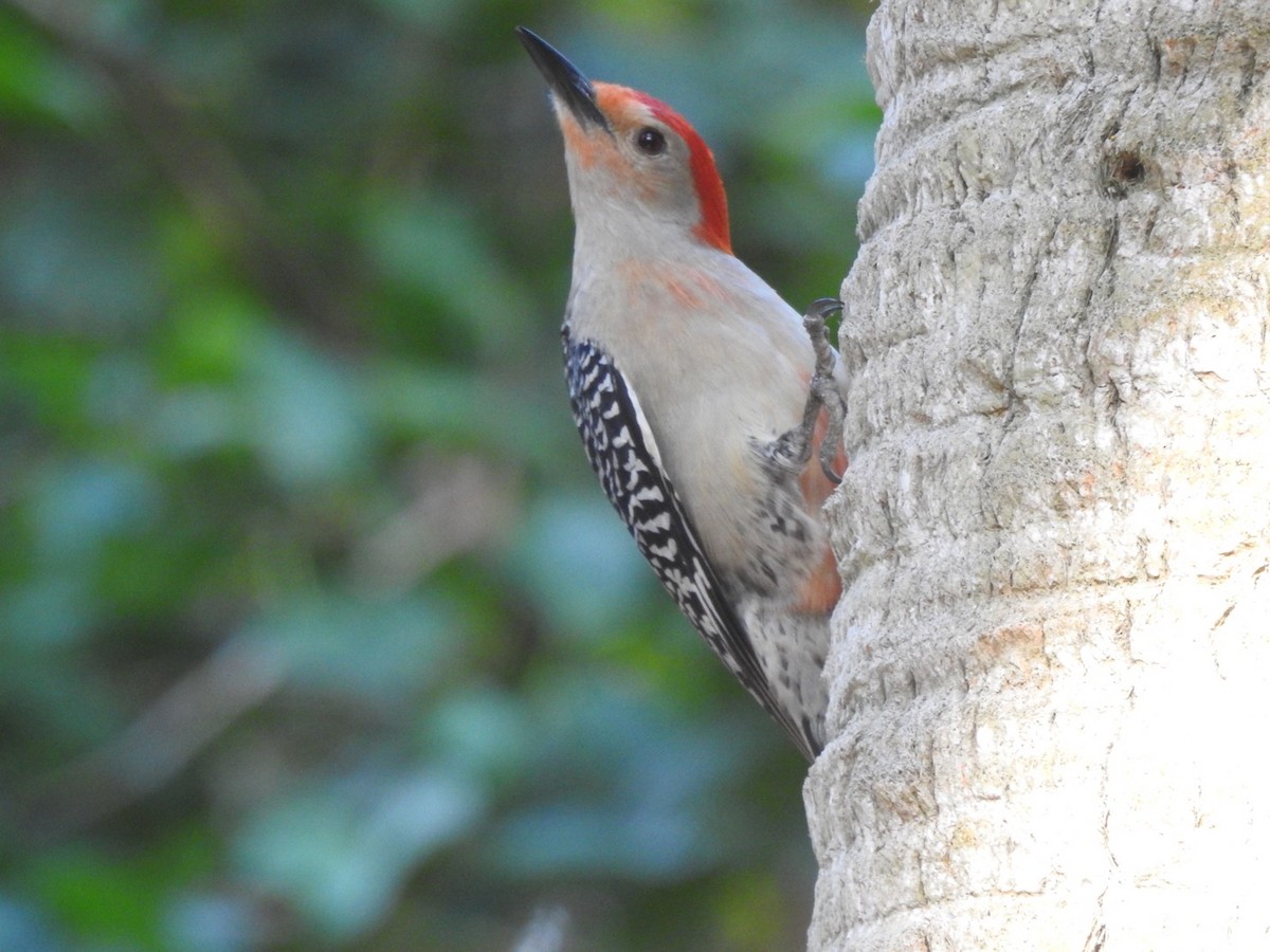 Red-bellied Woodpecker - ML342196421