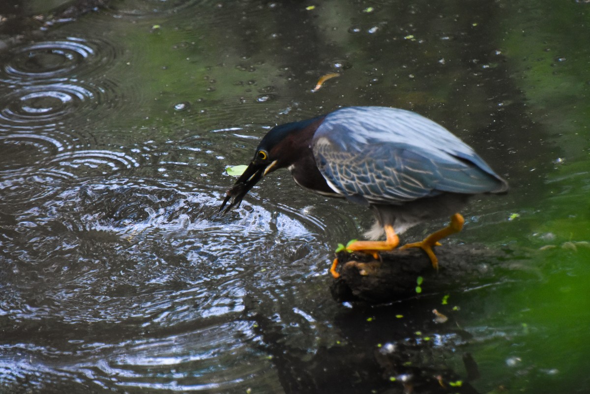 Green Heron - ML342197371