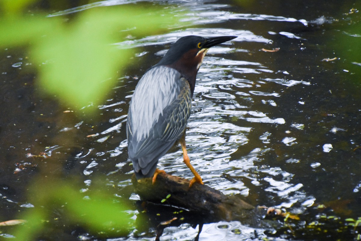 Green Heron - ML342197591