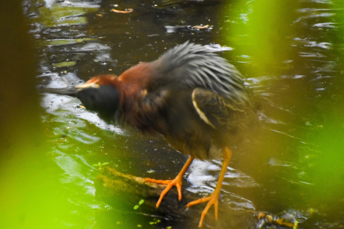 Green Heron - ML342197791