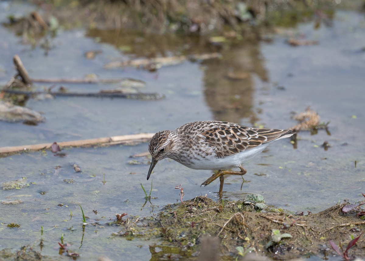 Least Sandpiper - ML342200821