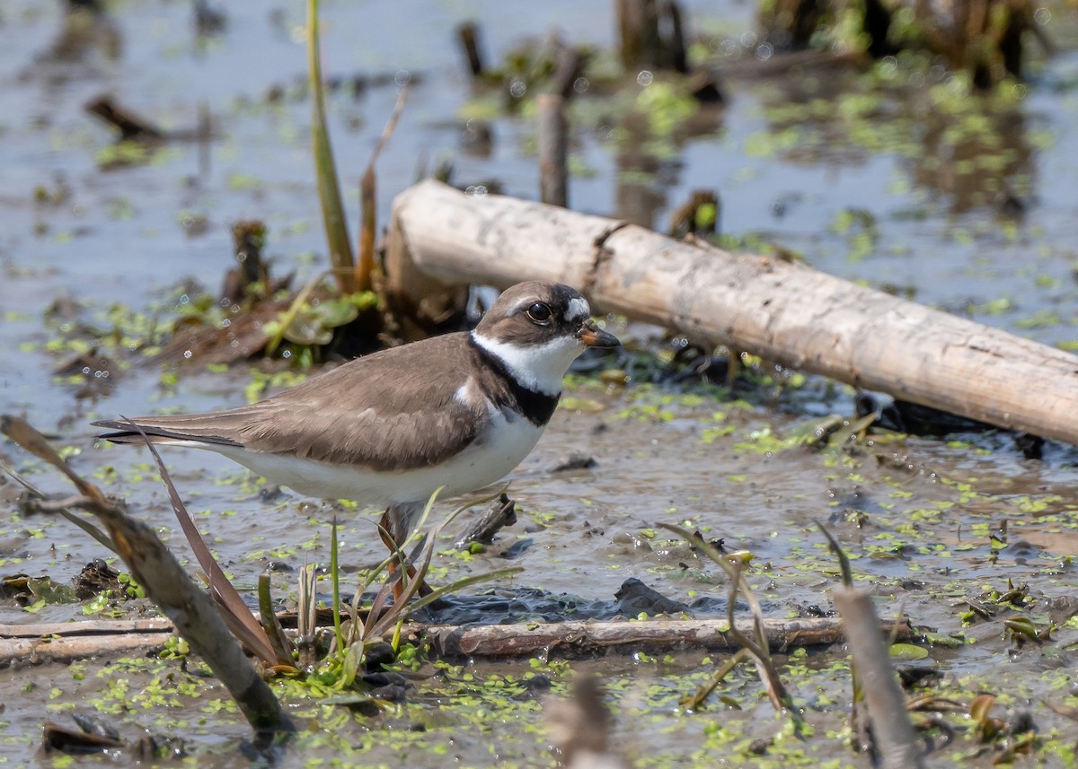 Semipalmated Plover - ML342200991