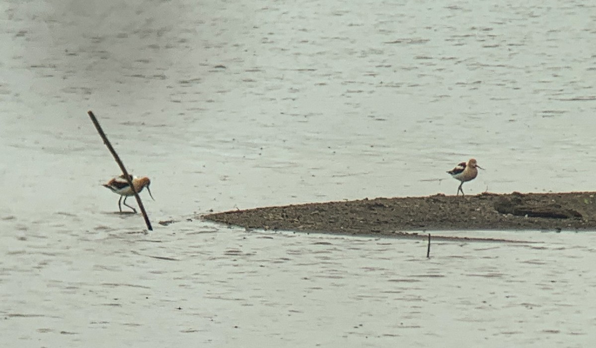 American Avocet - ML342202121