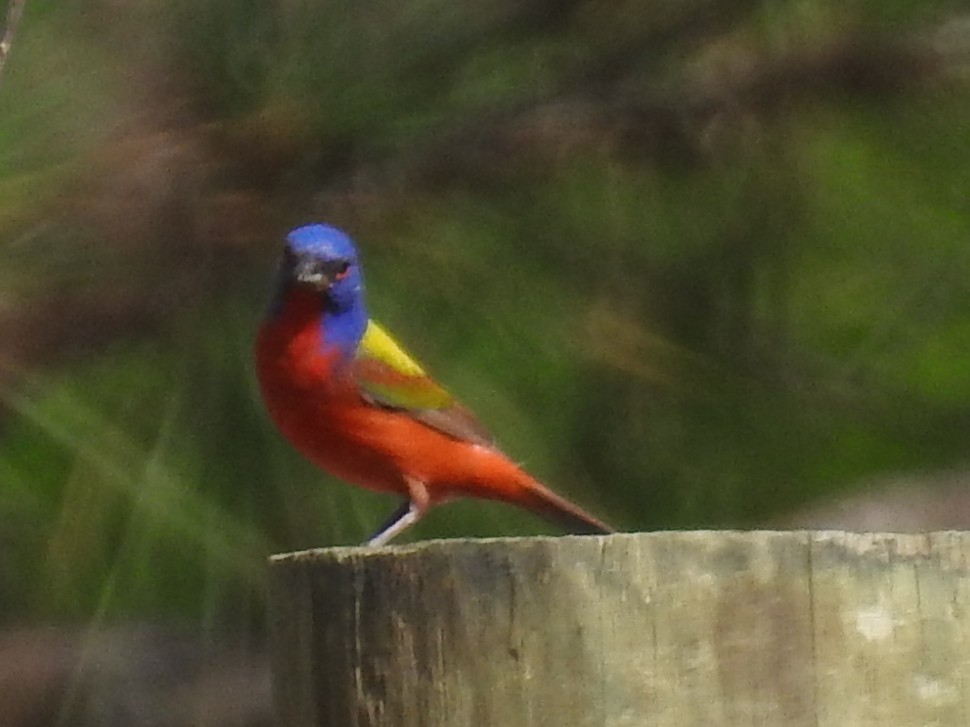 Painted Bunting - ML342203921
