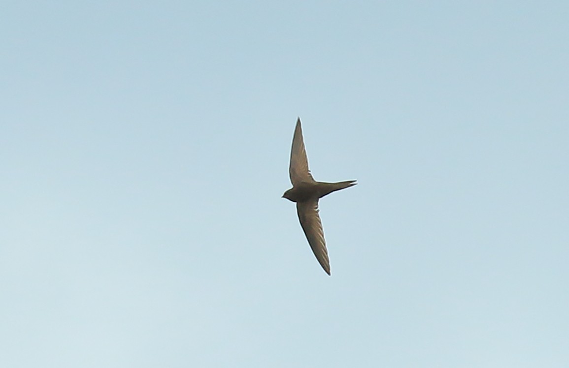 Common Swift - ML342204061