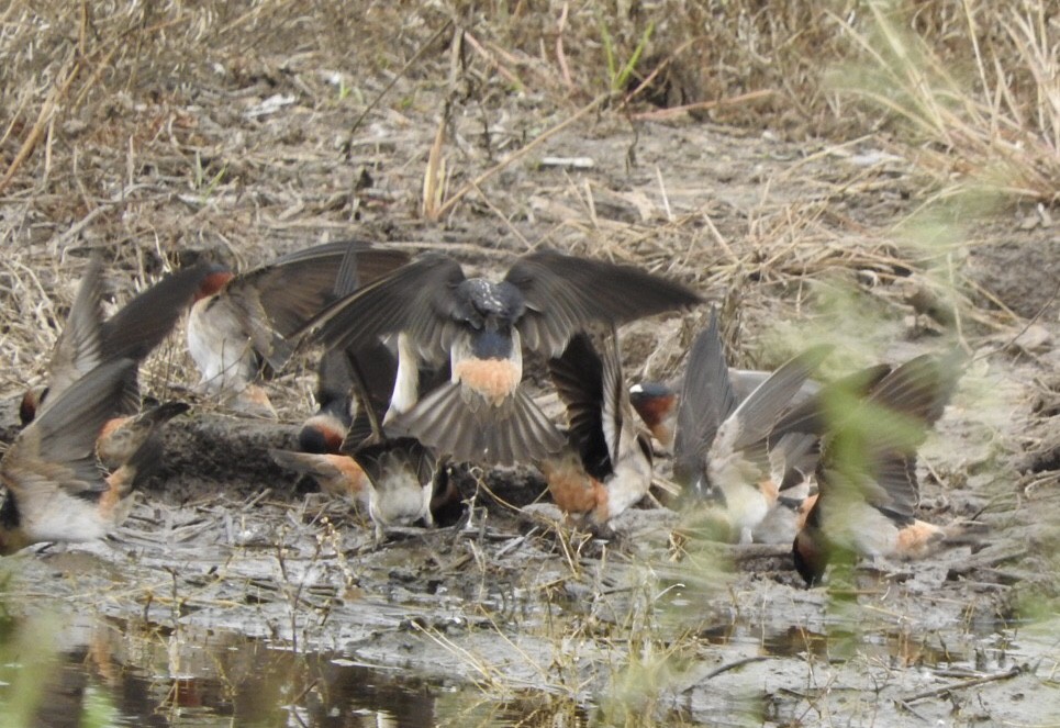 Cliff Swallow - ML342204111