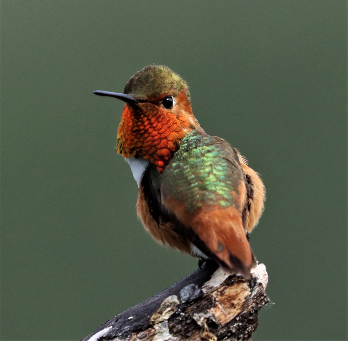 Allen's Hummingbird - ML342204371